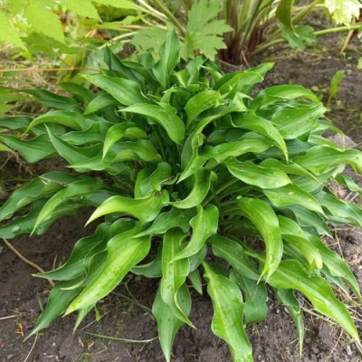 Хоста ГАРРИ ВАН ТРИЕР в Уральске