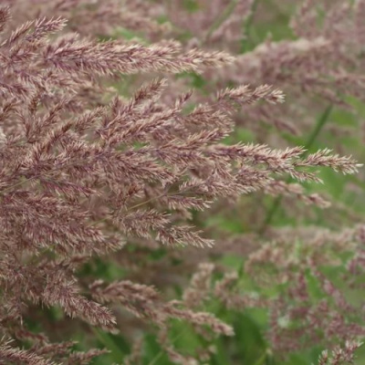 Вейник КАРЛ ФОРСТЕР остроцветковый в Уральске