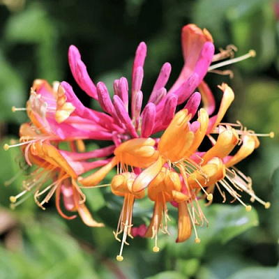 Жимолость ГЕКРОТА в Уральске