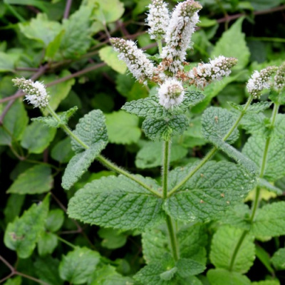 Мята яблочная в Уральске