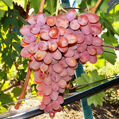 Виноград РУМБА в Уральске