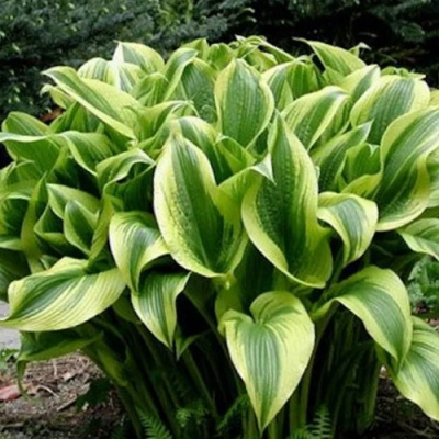 Хоста АУРЕОМАРГИНАТА в Уральске