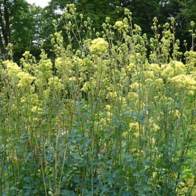 Василистник ГЛАУКУМ желтый в Уральске