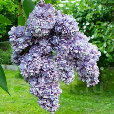 Сирень АМИ ШОТТ в Уральске
