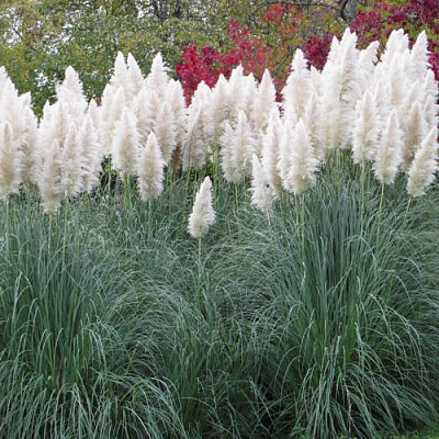 Кортадерия белая (пампасная трава) в Уральске