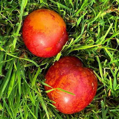 Шарафуга НЕКТАРИННАЯ в Уральске