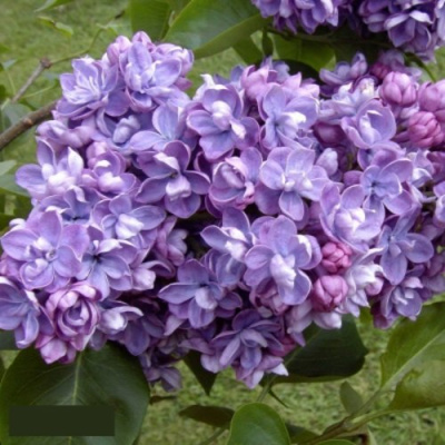 Сирень АМИ ШОТТ в Уральске