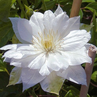 Клематис ДАЧЕСС ОФ ЭДИНБУРГ в Уральске