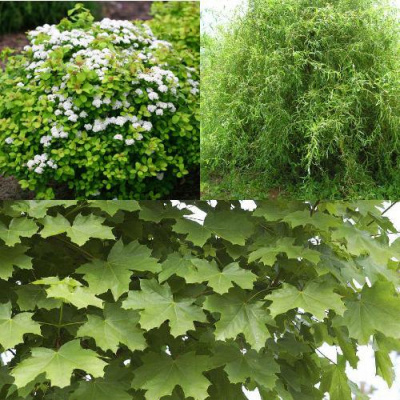 Комплект ЗЕЛЕНЫЙ ОАЗИС в Уральске