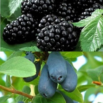 Комплект ЯГОДНЫЙ ДУЭТ в Уральске