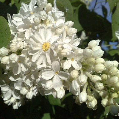 Сирень РОЧЕСТЕР в Уральске