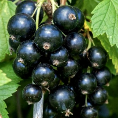 Смородина чёрная СЕЛЕЧЕНСКАЯ в Уральске