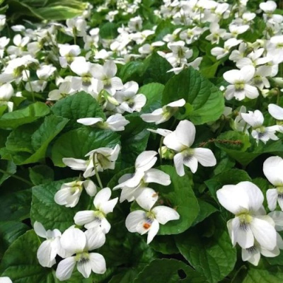 Фиалка АЛЬБИФЛОРА сестринская в Уральске