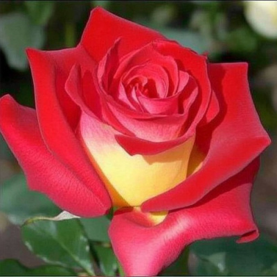 Роза ФРЕНДШИП чайно-гибридная в Уральске