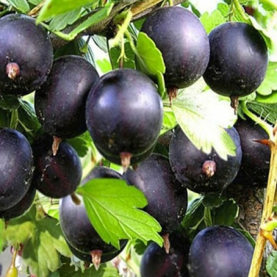 Крыжовник ЧЕРНОМОР в Уральске