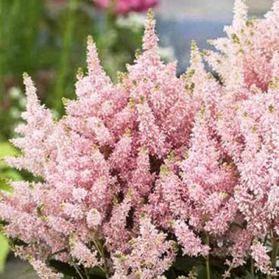 Астильба ЮНИК САЛМОН гибридная в Уральске