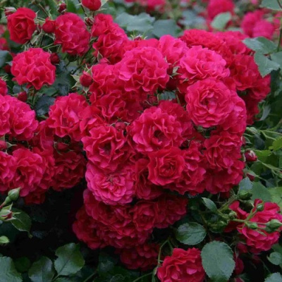 Роза почвопокровная РАДОСТЬ САДОВНИКА (ГАРТЕН ФРОЙДЕ) в Уральске