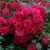 Роза почвопокровная РАДОСТЬ САДОВНИКА (ГАРТЕН ФРОЙДЕ) в Уральске