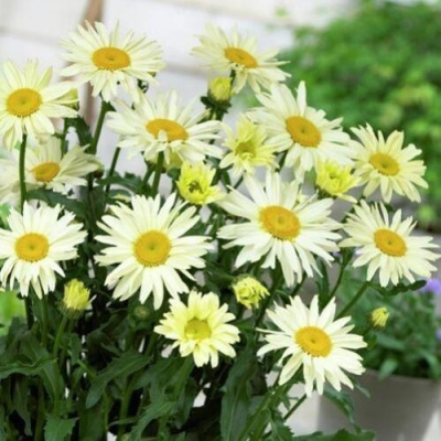 Нивяник БРОДВЕЙ ЛАЙТС великолепный в Уральске