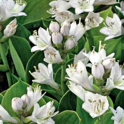 Хоста МОНСТЕР ИРЗ гибридная в Уральске