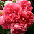 Роза РОЗАРИУМ ЮТЕРСОН плетистая в Уральске