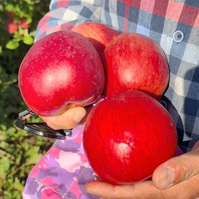 Яблоня ПАМЯТЬ СЮБАРОВОЙ в Уральске