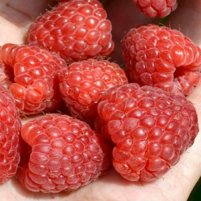 Малина ХЕРИТЕЙДЖ в Уральске