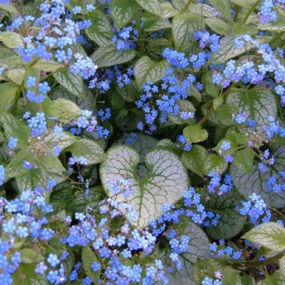 Бруннера ДЖЭК ФРОСТ в Уральске