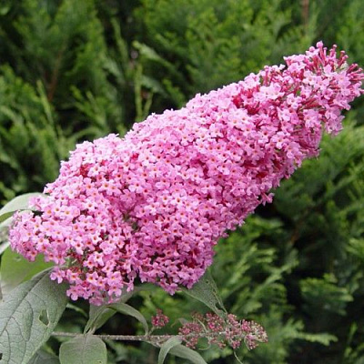 Буддлея давида ПИНК ДЕЛАЙТ в Уральске