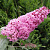 Буддлея давида ПИНК ДЕЛАЙТ в Уральске