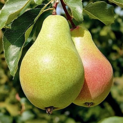 Груша ЯНВАРСКАЯ в Уральске