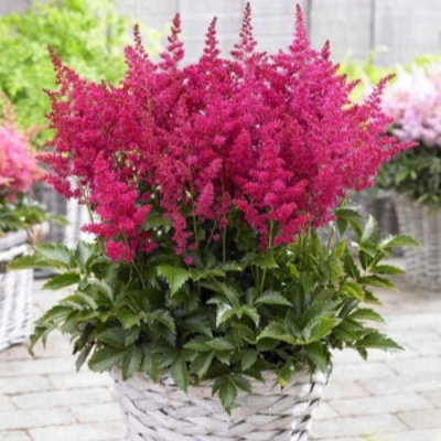 Астильба ЛАКИ ДЕЙ Арендса в Уральске