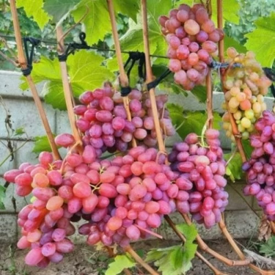Виноград ДЫНЬКА в Уральске