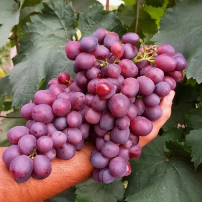 Виноград ПАМЯТИ УЧИТЕЛЯ в Уральске