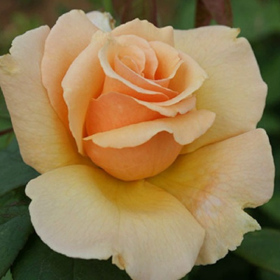 Роза МЕДАЛЬОН чайно-гибридная в Уральске