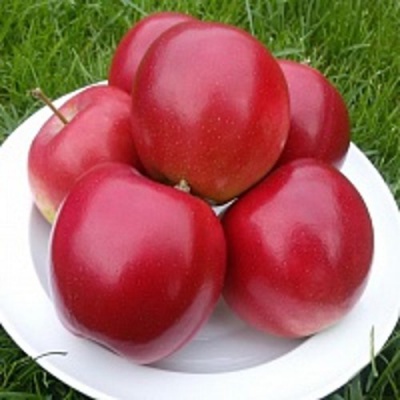 Яблоня СЯБРЫНА в Уральске