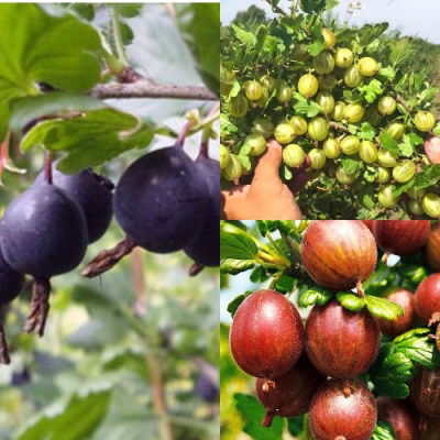 Комплект КРЫЖОВНИК MIX в Уральске