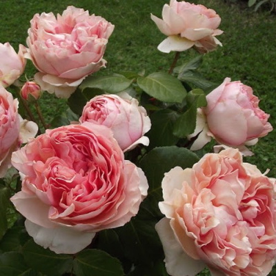 Роза ФИЛИНГ чайно-гибридная в Уральске