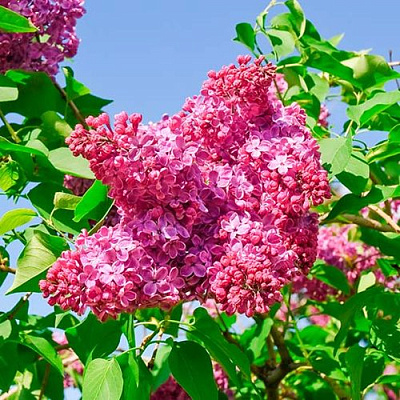 Сирень КРАСНАЯ МОСКВА в Уральске