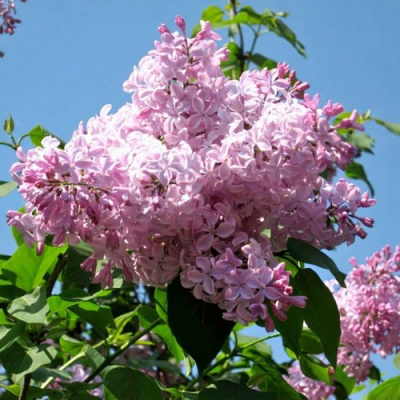 Сирень БУФФОН в Уральске