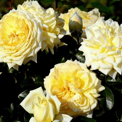 Роза НАДЯ МЕЙДИЛАНД почвопокровная в Уральске