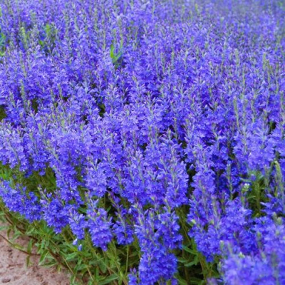 Вероника австрийская в Уральске