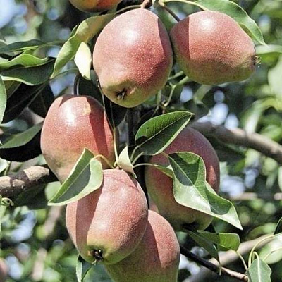 Груша КИРГИЗСКАЯ ЗИМНЯЯ в Уральске