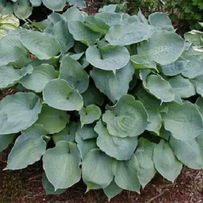 Хоста МУНЛАЙТ СОНАТА гибридная в Уральске