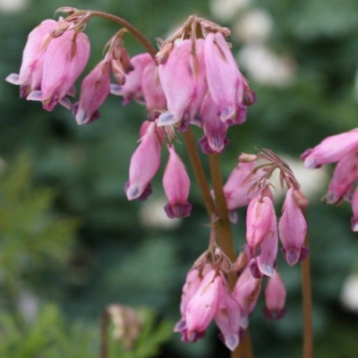 Дицентра изящная в Уральске