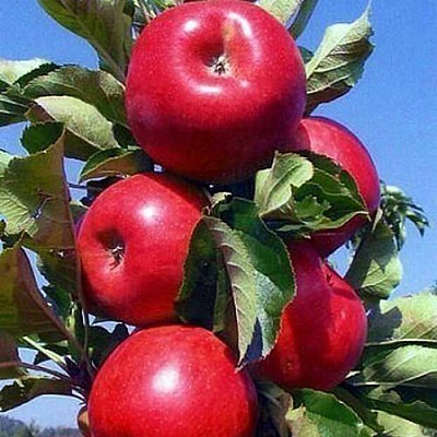 Колонновидные яблони в Уральске