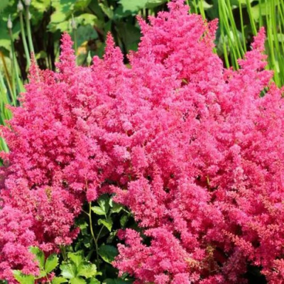 Астильба САННИ ДЕЙ гибридная в Уральске