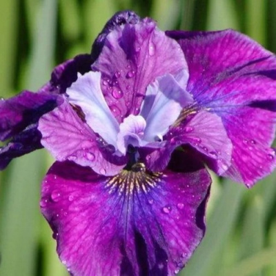 Ирис СИ Я ЛЕЙТЕР сибирский в Уральске