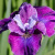 Ирис СИ Я ЛЕЙТЕР сибирский в Уральске