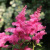 Астильба САННИ ДЕЙ гибридная в Уральске